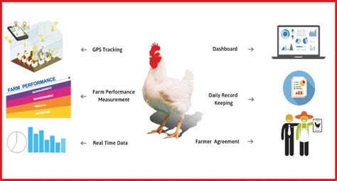 Modern Innovations In Poultry Farming SR Publications