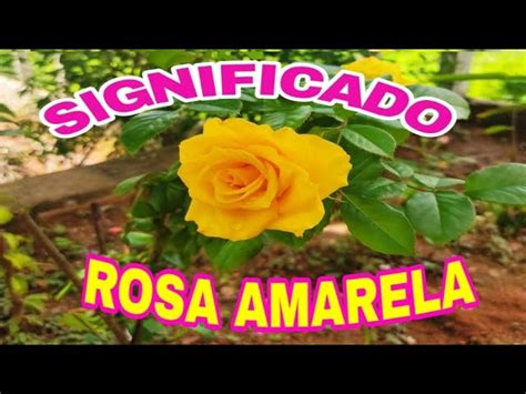 El Poder Espiritual De La Rosa Amarilla Descubre Su Significado