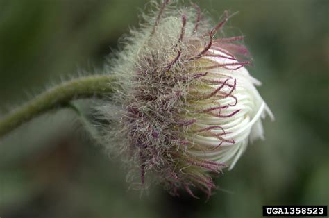 Tall Fleabane Erigeron Elatior