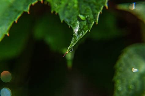 Gotas de agua de lluvia sobre hojas de parra verde en viñedo en huerto