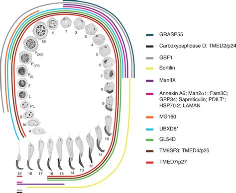 Expression Sorting And Segregation Of Golgi Proteins During Germ Cell