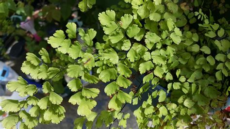 Adiantum Adiantum Picturethis