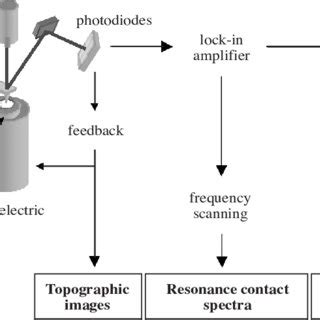 schematic representation   atomic force microscope  force