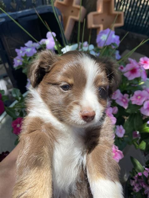 Miniature Australian Shepherd Puppies For Sale | Show Low, AZ #359454