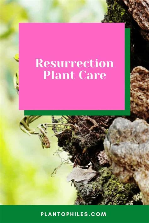 Resurrection Plant Care (Selaginella lepidophylla) #1 Best Guide