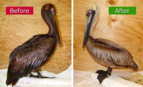 Gulf Oiled Pelican Before After Cleaning Before And After Flickr