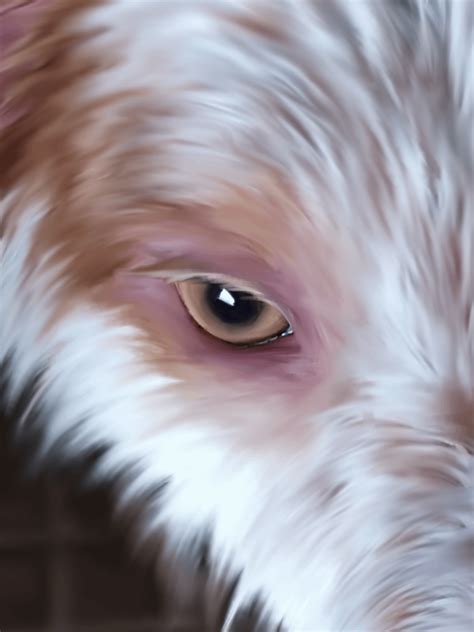 I made a realistic drawing of my dog! : r/dogpictures