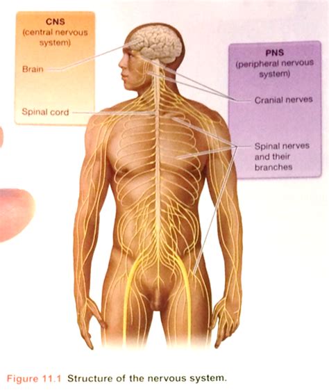 U2 C11 Human A P Structure Of The Nervous System 382 Diagram Quizlet