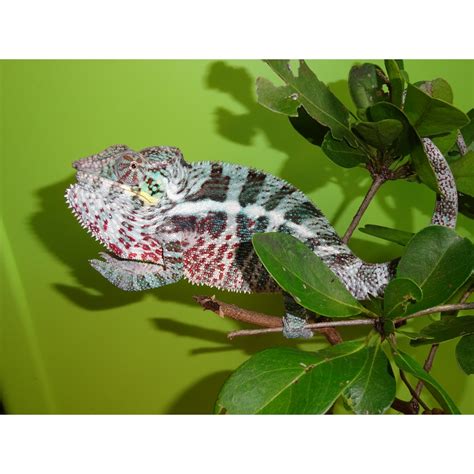 Nosy Mitsio Panther Chameleon