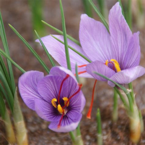 Crocus Sativus