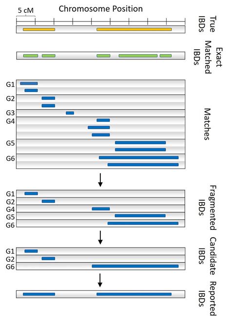 Merge and Refine Example of a haplotype pair (c = 2, gmax = 2cM ... 