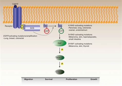 Oncogenes And Tumor Suppressor Genes Oncohema Key