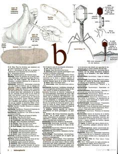 Ideias De Diccionario Medico Glutamina Tronco