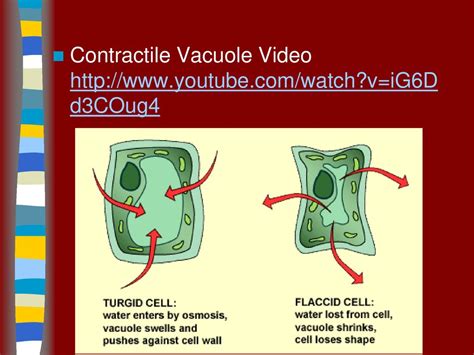 The Cell Membrane And Homeostasis Ppt Download