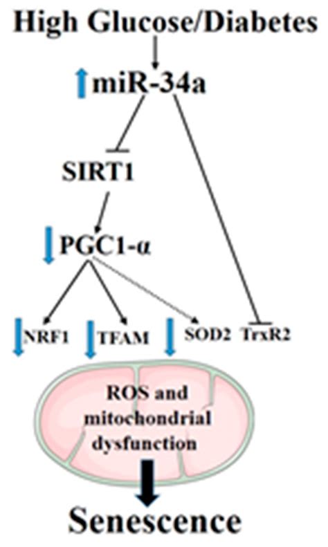 Antioxidants Free Full Text Microrna 34a Mir 34a Mediates Retinal