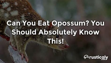 Can You Eat Opossum? Everything You Need To Know