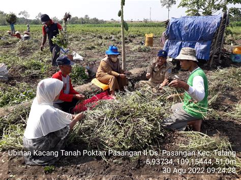 Genjot Produksi Kacang Tanah Kementan Berikan Bantuan Benih Kacang