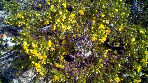 Saturn Sands Bees Harvesting Pollen From Blooming Larria Creosote