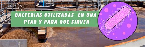 Bacterias Utilizadas En Una Ptar Y Para Que Sirven Floculantes