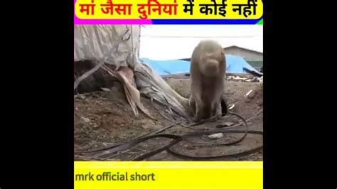 ये कुत्ता सङक पार कर किससे मिलने जाती थीदेख कर आंसु आ गए Trending Short Mrkofficial