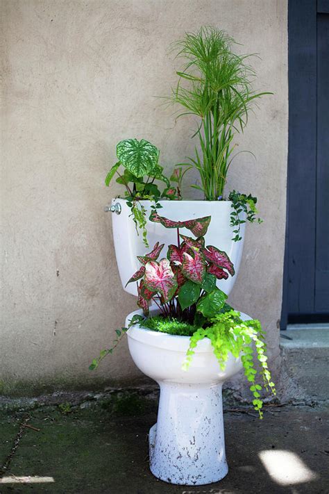 Toilet Planter