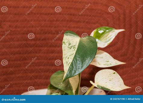 Houseplant Of Golden Pothos Or Devil S Ivy Plant Or Sirih Gading