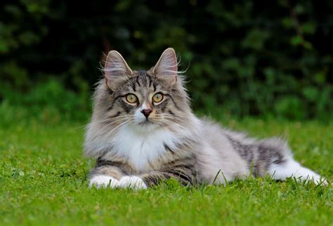 Types Of Long Haired Cats