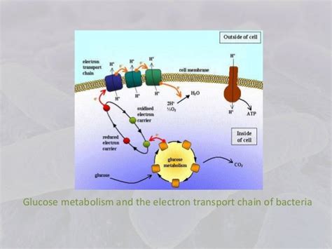 Bacterial Aerobic Respiration