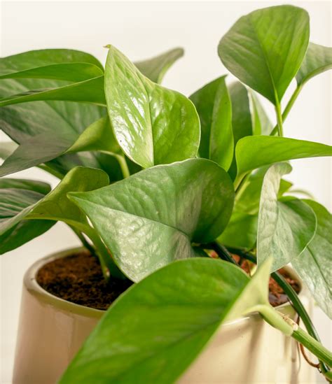 How To Care For Jade Pothos Easyplant