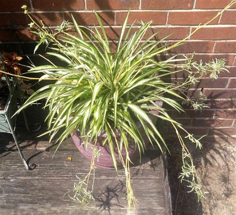 Propagate Spider Plants From Their Babies The Gardening Cook