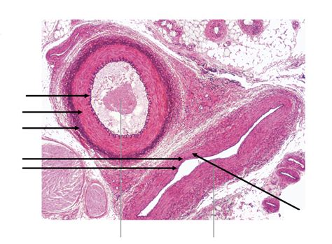 Artery and Vein Histology Diagram | Quizlet