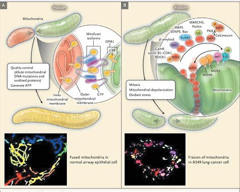 Pdf Mitochondrial Dynamics Mitochondrial Fission And Fusion In Human