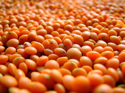 Red Lentils Stock Photo Image Of Grocer Natural Colorful