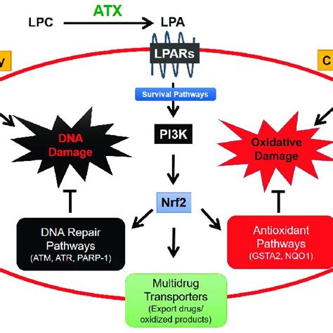 Overview Of Lysophosphatidate LPA Signaling Pathway Extracellular