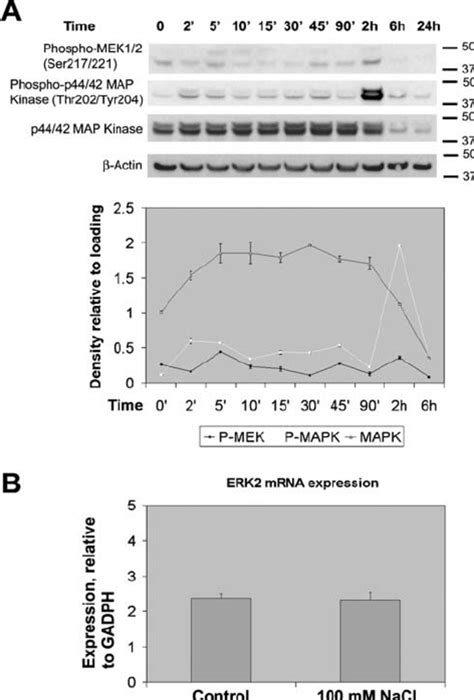 A Time Course Of NaCl Stimulation Of HeLa Cells ERK1 2 Thr202 Tyr204