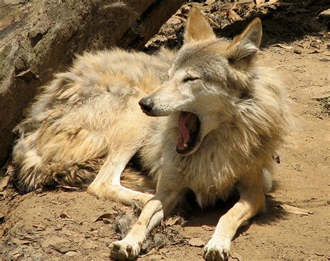 Tipos de lobos e as principais variações dentro da espécie