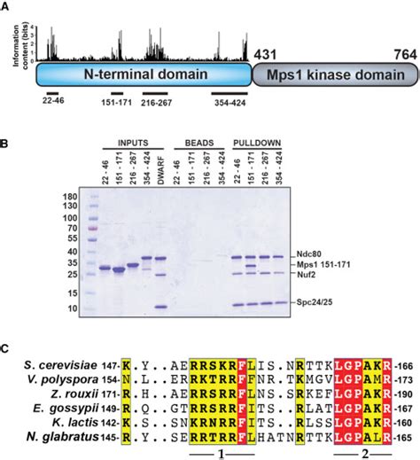 A Communication Hub For Phosphoregulation Of Kinetochore Microtubule