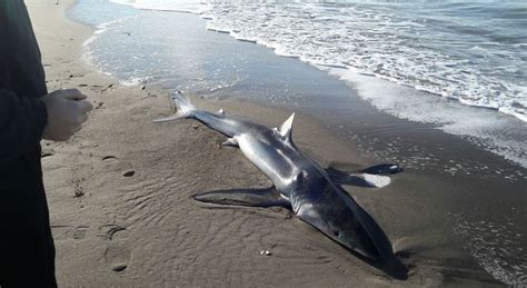 Squalo Morto In Spiaggia A Ostia Era Una Verdesca Incinta