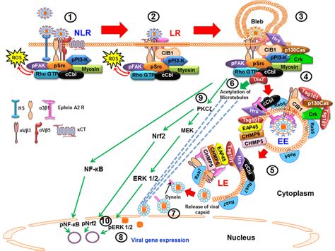 Schematic Diagram Depicting The Entry Of Kshv By Macropinocytosis And