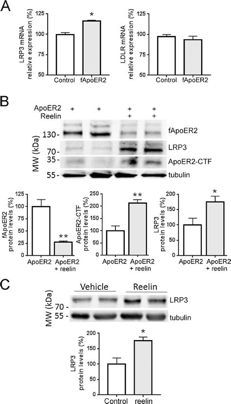 Apoer Reelin Signaling Upregulates Lrp Expression A Qrt Pcr Analysis