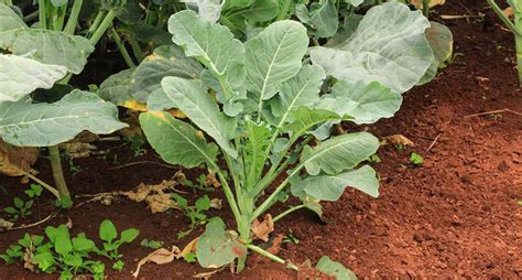 Beginner S Guide How To Grow Kale