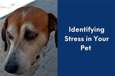 How Do You Tell If A Dog Is Stressed