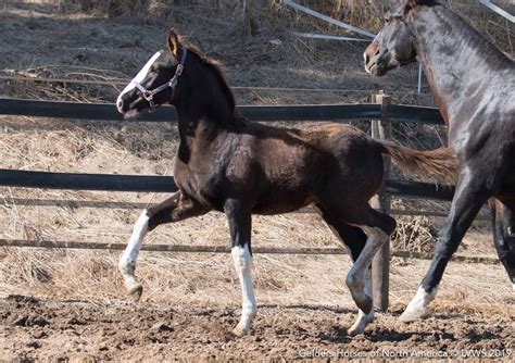 High quality 2019 Dutch warmblood foals by Gaudi (Totilas x De Niro ...