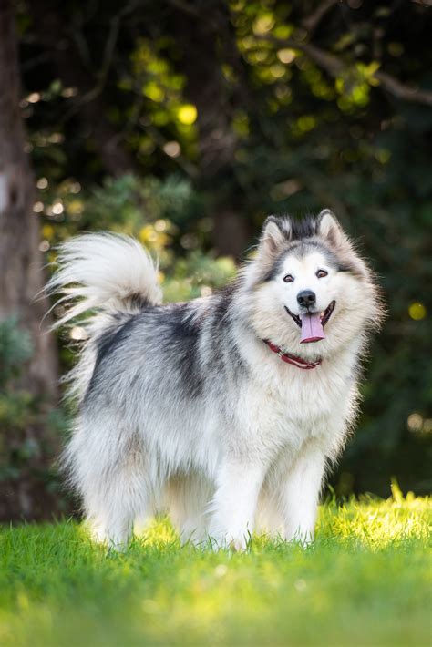 Siberian Husky & Alaskan Malamute Rescue of Qld Inc. (SHAMROQ) - PetRescue