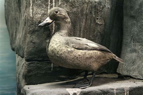 Labrador duck | Endangered List