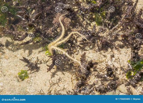 Ophiura Albida is a Species of Brittle Star in the Tanzania Stock Image ...