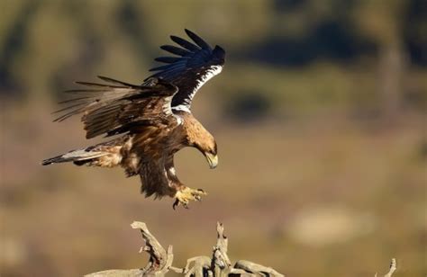 Spanish imperial eagle - Wander Lord