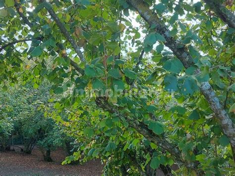 Terreno Agricolo Strada Traversa Della Crocetta Soriano Nel Cimino