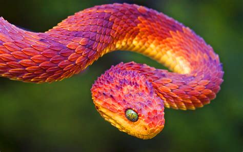 Colorful Snakes Wallpapers Wallpaper Cave