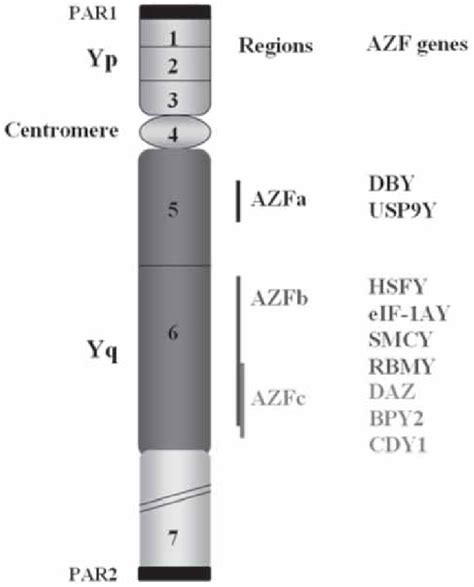 Schematic Representation Of The Y Chromosome Showing The 7 Deletion